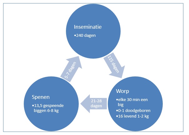 Optimale cyclus van de hedendaagse zeug