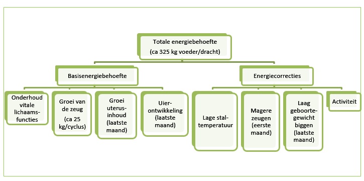 Totale energiebehoefte zeugen