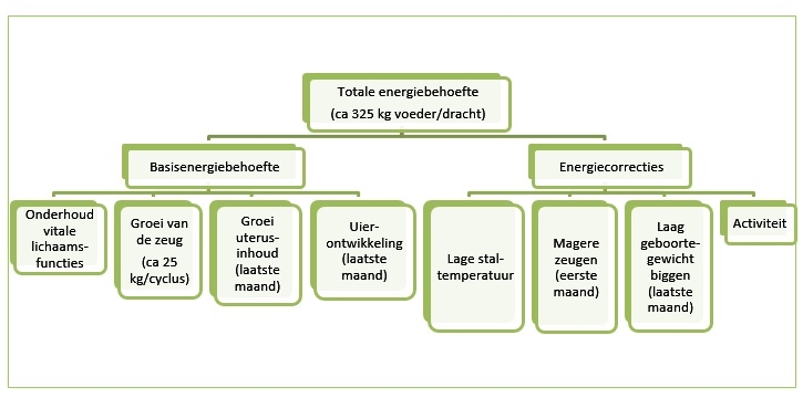 Totale energiebehoefte zeugen