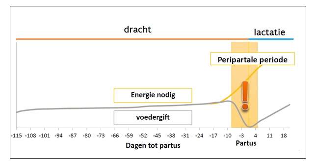 Evolutie van opname en energiebehoefte tijdens de zeugencyclus