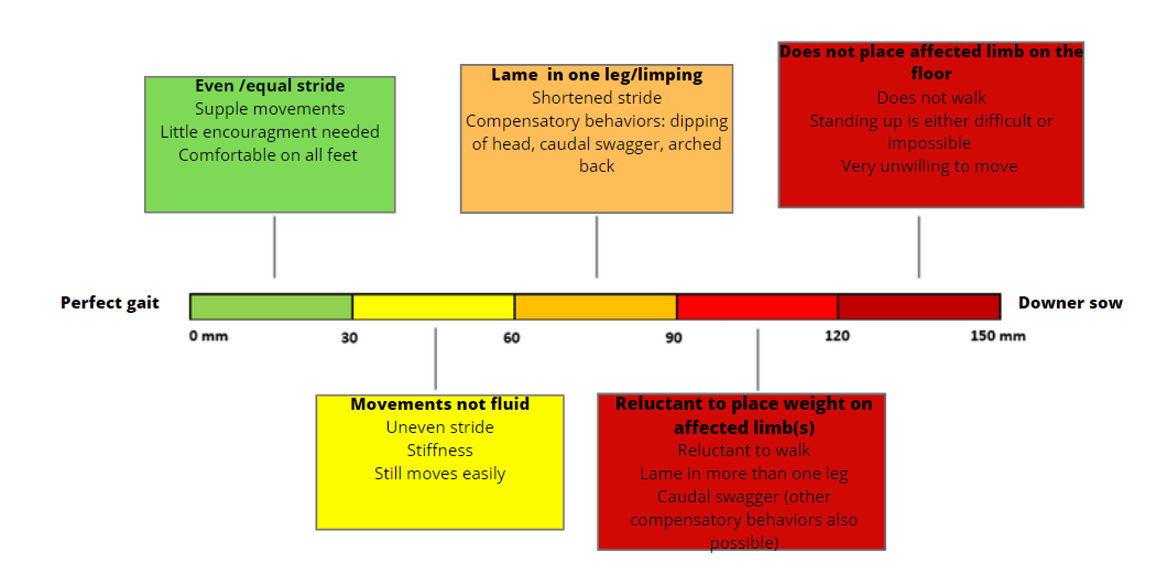 Lameness scoring