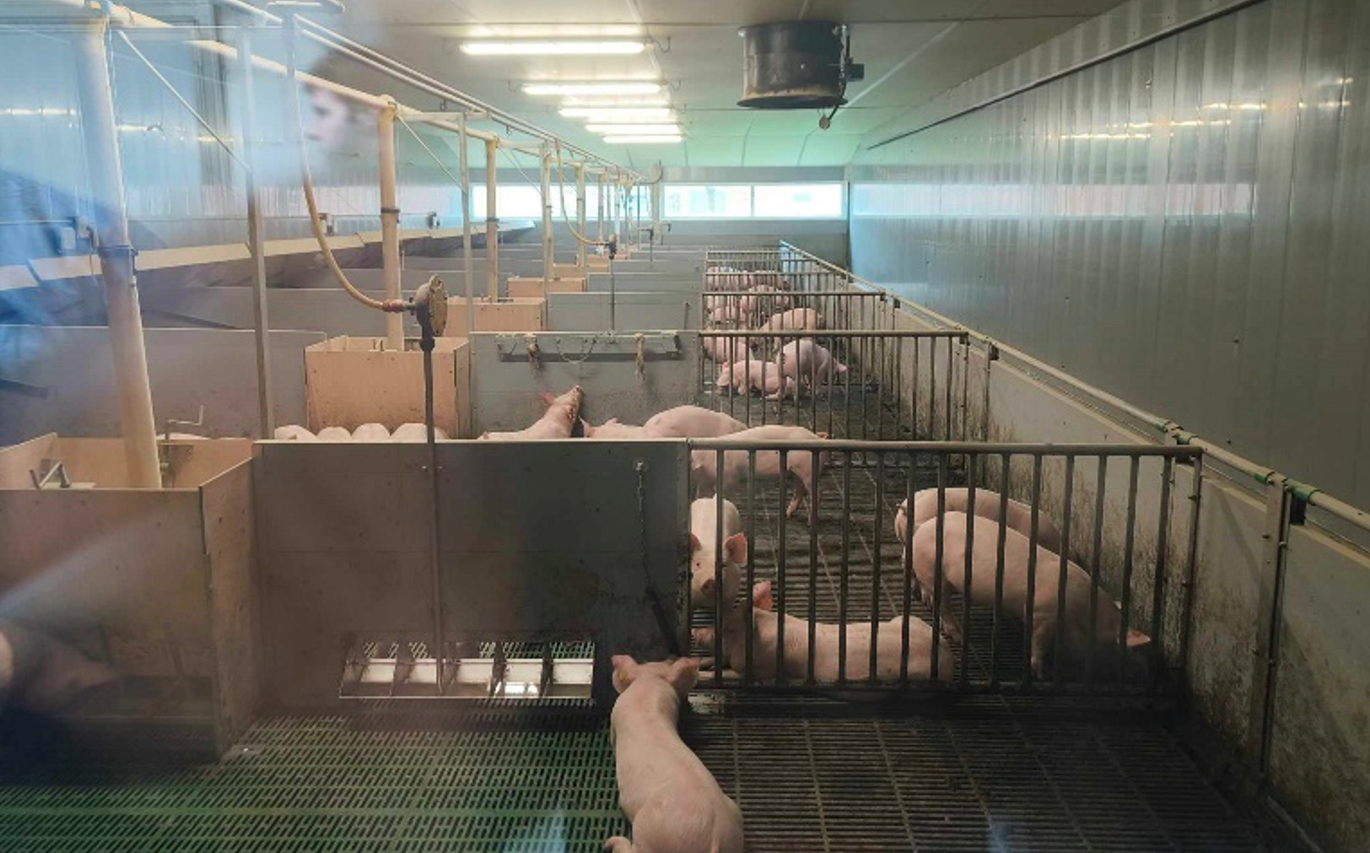 Veng-systeem in biggenafdeling met droogvoerderbak, watergoot en Veng-systeem