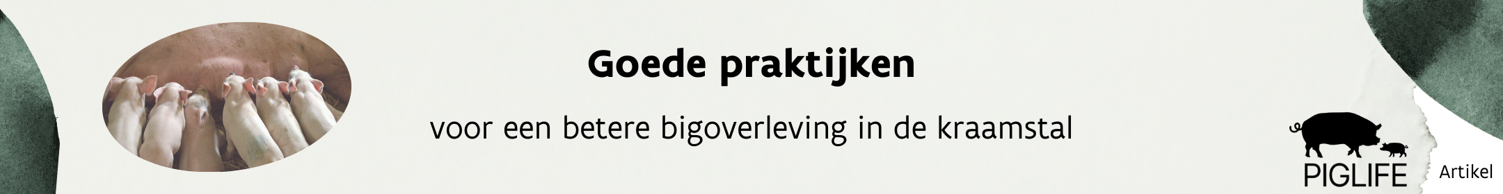 Goede praktijken voor een betere bigoverleving in de kraamstal