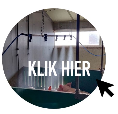 Praktijkbedrijven Coolpigs gezocht