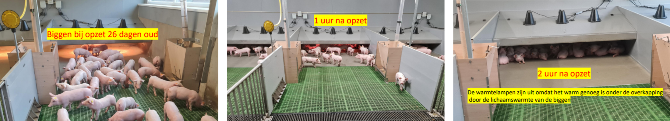 Veng-systeem in biggenafdeling: bij opzet, 1 uur na opzet, 2 uur na opzet