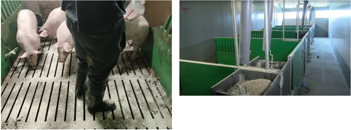 zeolieten bij varkens