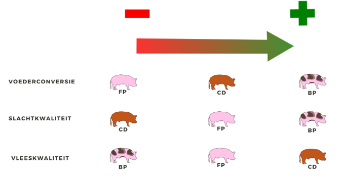 Effect van eindbeerlijn op voederconversie, slacht- en vleeskwaliteit (BP: Belgische Piétrain, FP: Franse Piétrain, CD: Canadese Duroc)