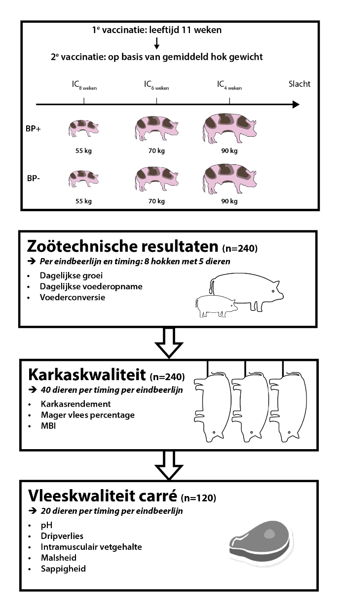 kolom