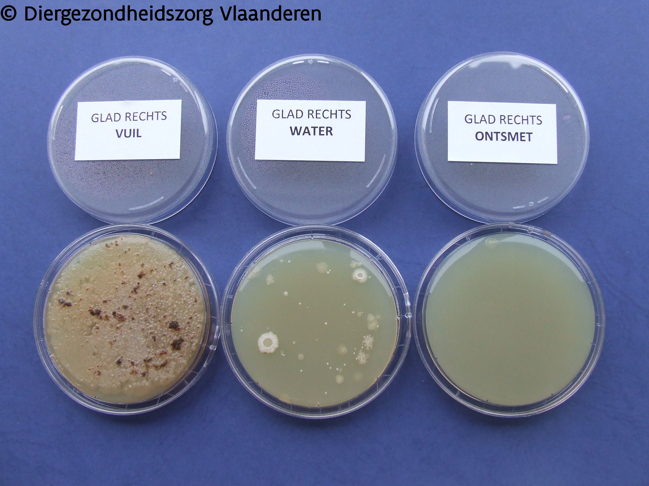 Effect van reinigen en ontsmetten zowel bij gladde zolen als profielzolen in 3 condities: vuil/gereinigd/gereinigd en ontsmet. Onder: groei van de kiemen op de bijbehorende afdrukplaatjes